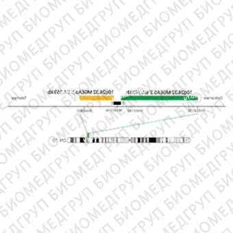ДЛЯ КЛИЕНТОВ ЗА ПРЕДЕЛАМИ США. SureFISH 10q24.32 MGEA5 3 BA 743kb P20 GR