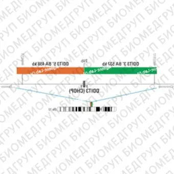 ДЛЯ КЛИЕНТОВ ЗА ПРЕДЕЛАМИ США. SureFISH 12q13 DDIT3 3 BA 537kb P20 GR