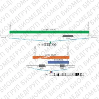 ДЛЯ КЛИЕНТОВ ЗА ПРЕДЕЛАМИ США. SureFISH 9q34.12 ABL DF 640kb P20 RD