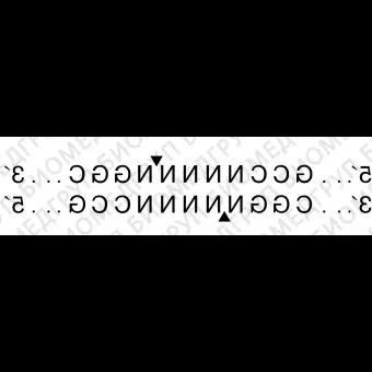 Эндонуклеаза рестрикции BglI, 10 000 ед/мл, New England Biolabs, R0143 L, 10 000 единиц