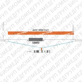 ДЛЯ КЛИЕНТОВ ЗА ПРЕДЕЛАМИ США. SureFISH 17q12 HER2 191kb P100 RD