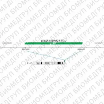 ДЛЯ КЛИЕНТОВ из США. SureFISH 9p24.3 Chr9pTel 428кб P20 ГР. Теломер Chr9p, Номер копии, 20 тестов, FITC, Концентрат, Ручное использование