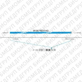 ДЛЯ КЛИЕНТОВ ЗА ПРЕДЕЛАМИ США. SureFISH Chr15 CEP 265kb P20 BL