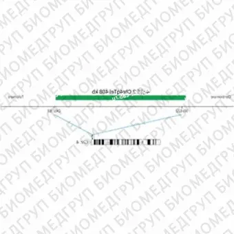 ДЛЯ КЛИЕНТОВ ЗА ПРЕДЕЛАМИ США. SureFISH 4q35.2 Chr4qTel 408kb P20 GR