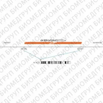 ДЛЯ КЛИЕНТОВ ЗА ПРЕДЕЛАМИ США. SureFISH 4q35.2 Chr4qTel 408kb P20 RD