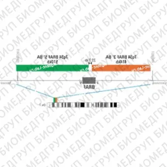 ДЛЯ КЛИЕНТОВ ЗА ПРЕДЕЛАМИ США. SureFISH 7q34 BRAF 3 BA 414kb P100 RD