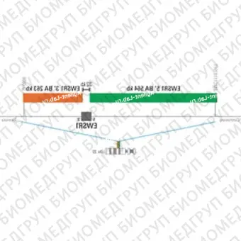 ДЛЯ КЛИЕНТОВ ЗА ПРЕДЕЛАМИ США. SureFISH 22q12.2 EWSR1 3 BA 263kb P20 RD