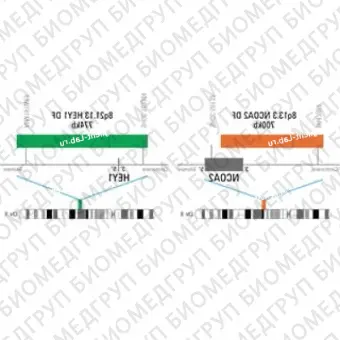 ДЛЯ КЛИЕНТОВ ЗА ПРЕДЕЛАМИ США. SureFISH 8q13.3 NCOA2 DF 700kb P20 RD
