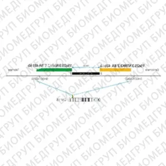 ДЛЯ КЛИЕНТОВ ЗА ПРЕДЕЛАМИ США. SureFISH 15q 25,3 NTRK3 5 BA 481kb P100 GR