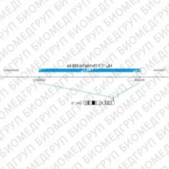 ДЛЯ КЛИЕНТОВ из США. SureFISH 16p13.3 Chr16pTel 428кб P20 BL. Теломера Chr16p, Копийный номер, 20 тестов, Аква, Концентрат, Ручное использование