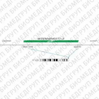 ДЛЯ КЛИЕНТОВ из США. SureFISH 10p15.3 Chr10pTel 372кб P20 ГР. Теломер Chr10p, Номер копии, 20 тестов, FITC, Концентрат, Ручное использование