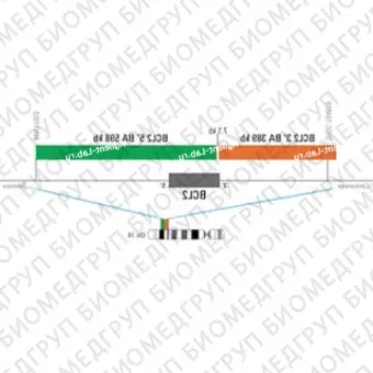 ДЛЯ КЛИЕНТОВ из США. SureFISH 18q21 BCL2 3146 BA 389кб P20 RD. BCL2, Break Apart, 20 тестов, Cy3, концентрат, ручное использование