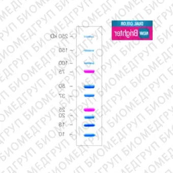 Окрашенные маркеры молекулярной массы белков Precision Plus Protein Dual Color, 10250 кДа1 х 500 мкл