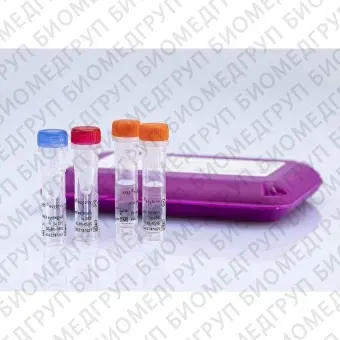 Набор реагентов virotype CSFV для обнаружения вируса КЧС методом RealTime PCR96 реакций