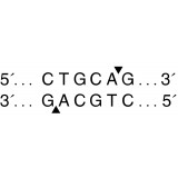 Эндонуклеаза рестрикции PstI, 10 0000 ед/мл, New England Biolabs, R0140 T, 10 000 единиц