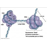 Набор Hydroxymethylated DNA (hMeDIP) Kit, для иммунопреципитации, Abcam, ab117134-96, 96 тестов